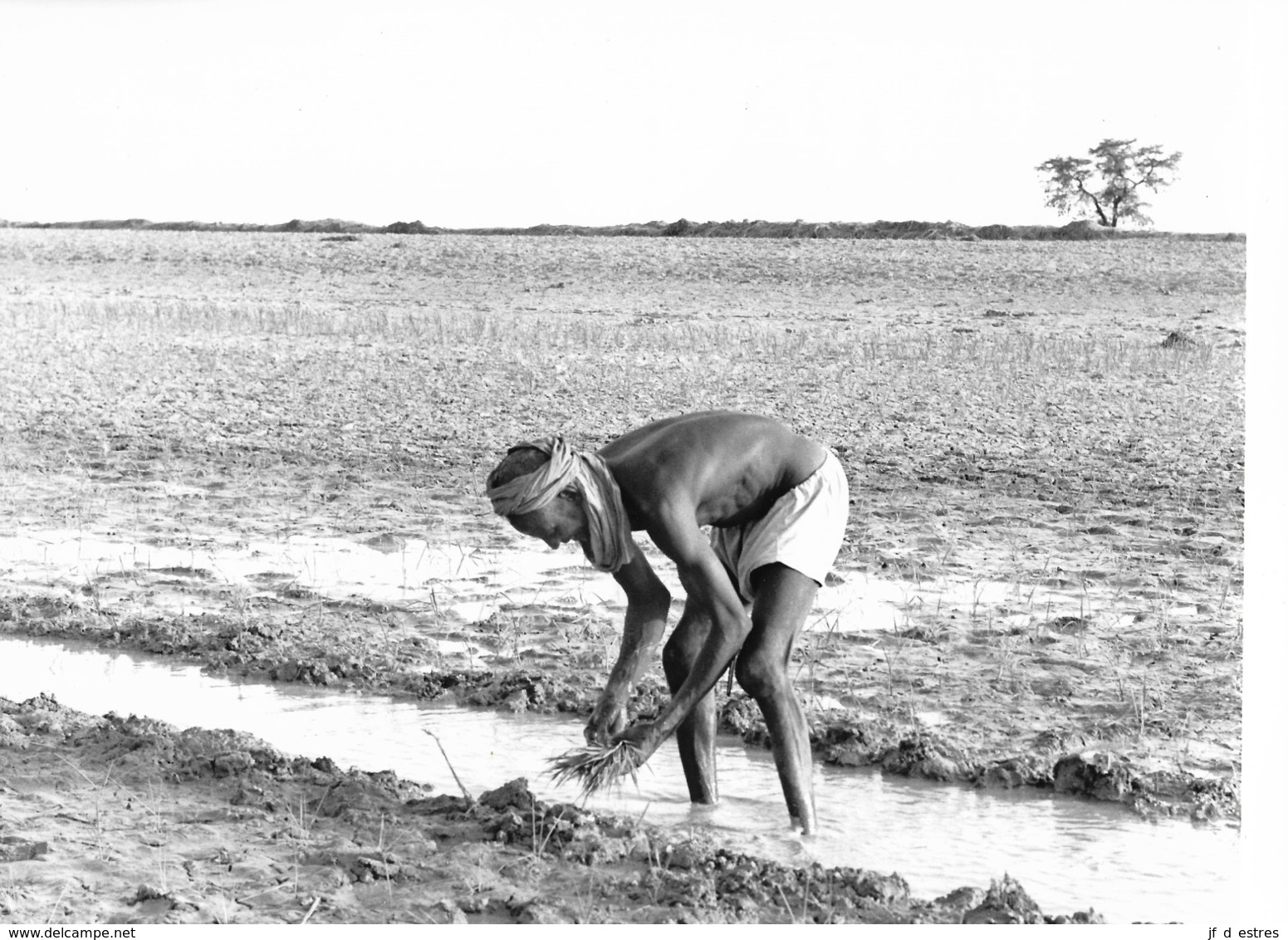 Photo Mali Culture Irriguée De Tombouctou  Fin 1980ss. - Afrique