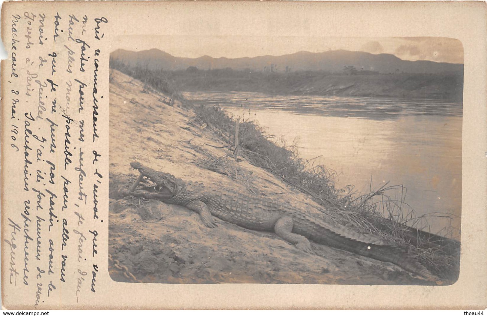 ¤¤   -   Carte-Photo Non Située  -  Chasse   -  Crocodile       -  ¤¤ - Chasse