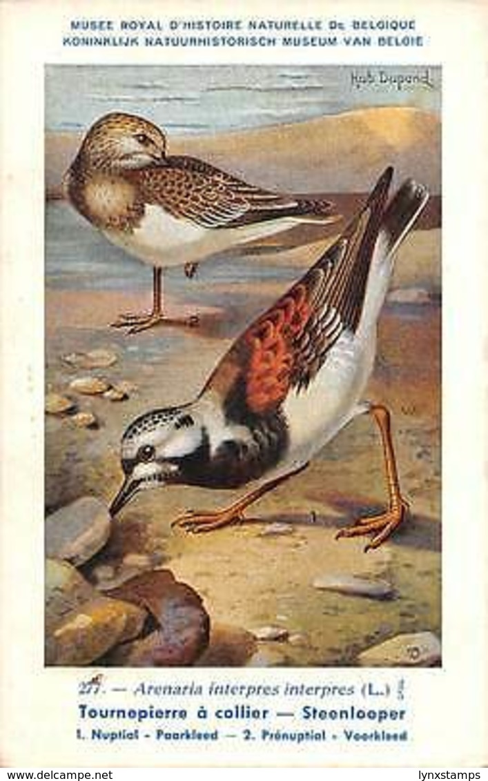 Belgie Museum Arenaria Interpres Interpres, Ruddy Turnstone, Birds - Other & Unclassified