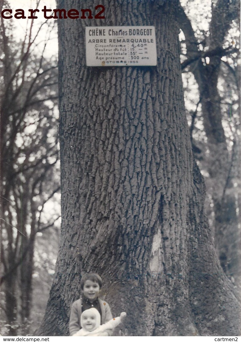 VERDUN-SUR-LE-DOUBS CLUX CHENE CHARLES BORGOT ARBRE REMARQUABLE 71 - Otros & Sin Clasificación