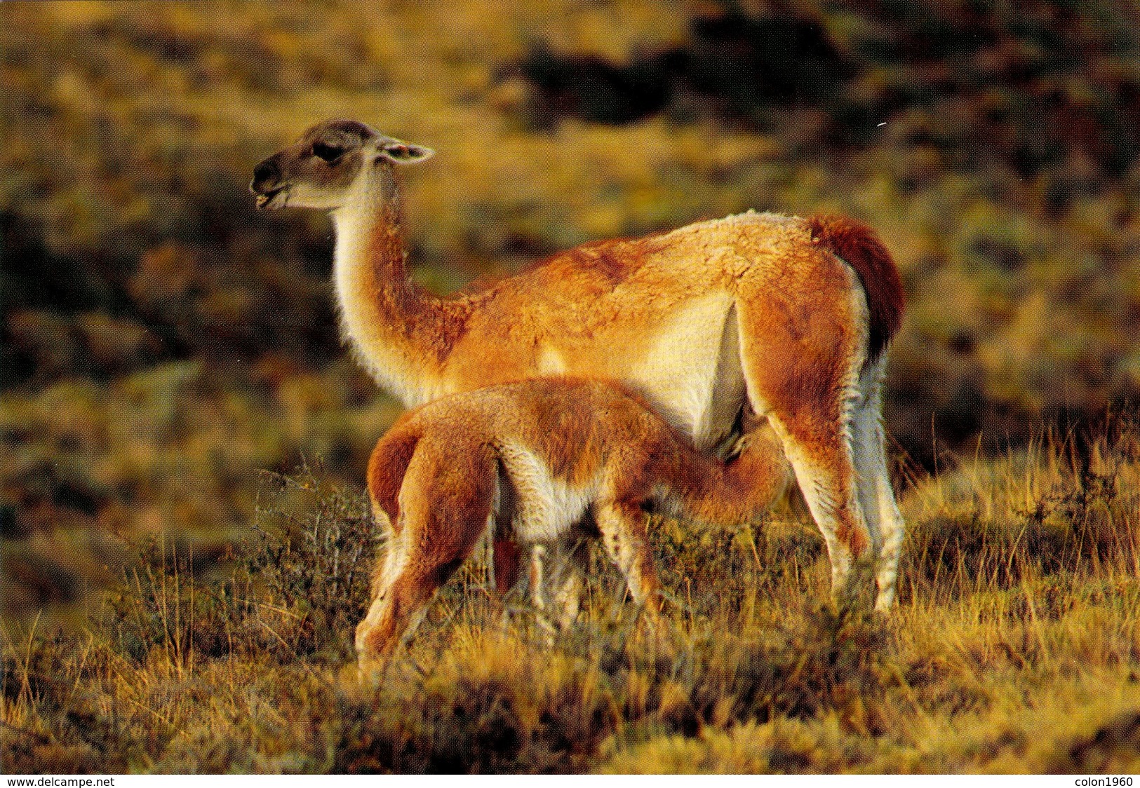 CHILE. FAUNA. PUNTA ARENAS. HAPPY GUANACO MON NURSING "BABI" AT THE PATAGONIA CHILENA. 1221. (468) - Chile