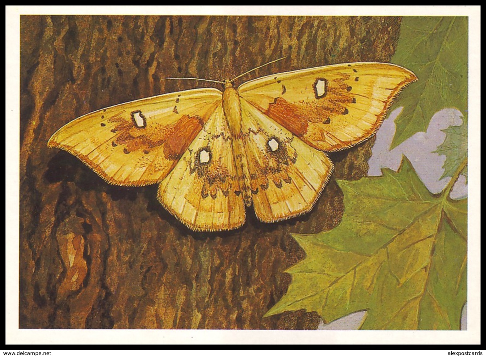 BUTTERFLY - PAPILLON Cosymbia Albiocellaria Hbn. Artist L. Aristov. Unused Postcard (USSR, 1983) - Vlinders