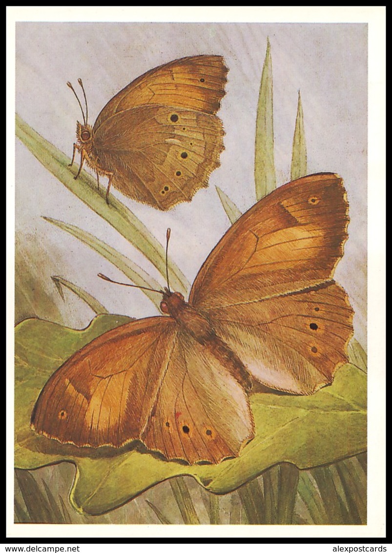 BUTTERFLY - PAPILLON Kirinia Climene Esp. Artist L. Aristov. Unused Postcard (USSR, 1983) - Vlinders