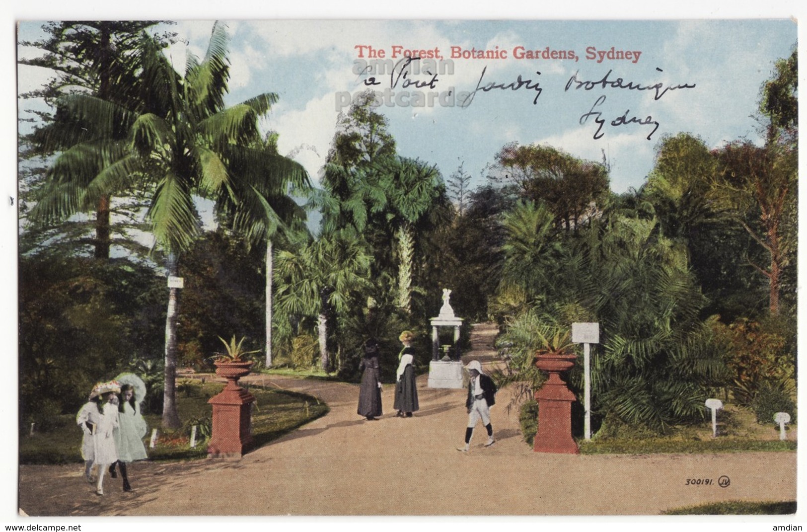 AUSTRALIA - SYDNEY NSW - The Forest, Botanic Gardens C1900s-1910s Vintage Postcard - Sydney