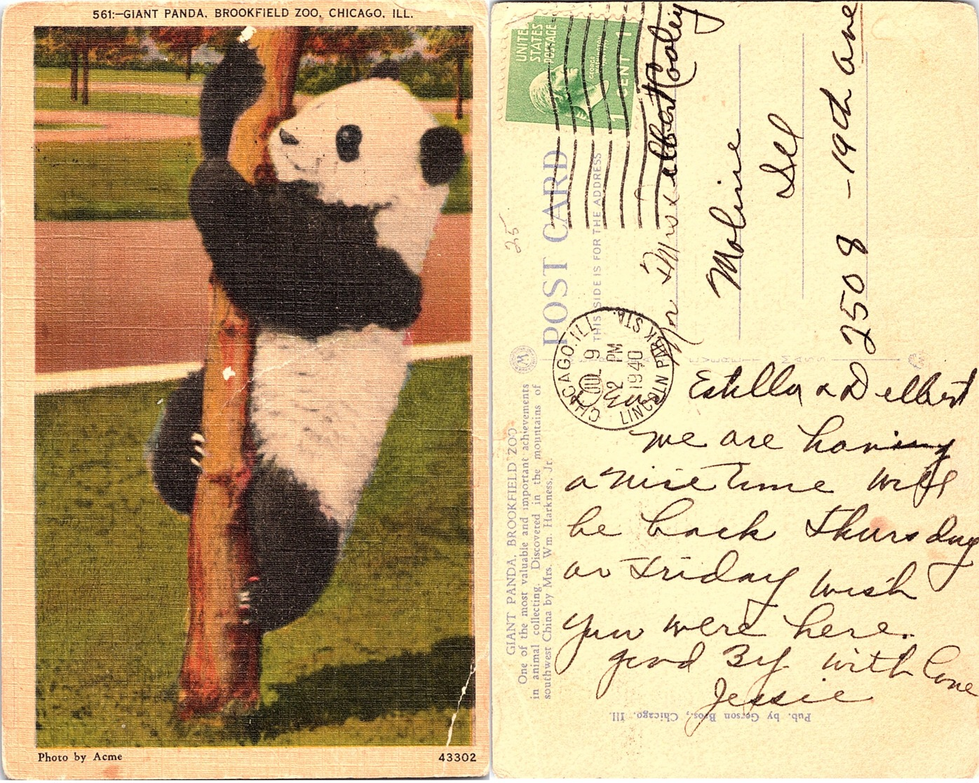 Giant Panda, Brookfield Zoo, Chicago, Illinois - Chicago