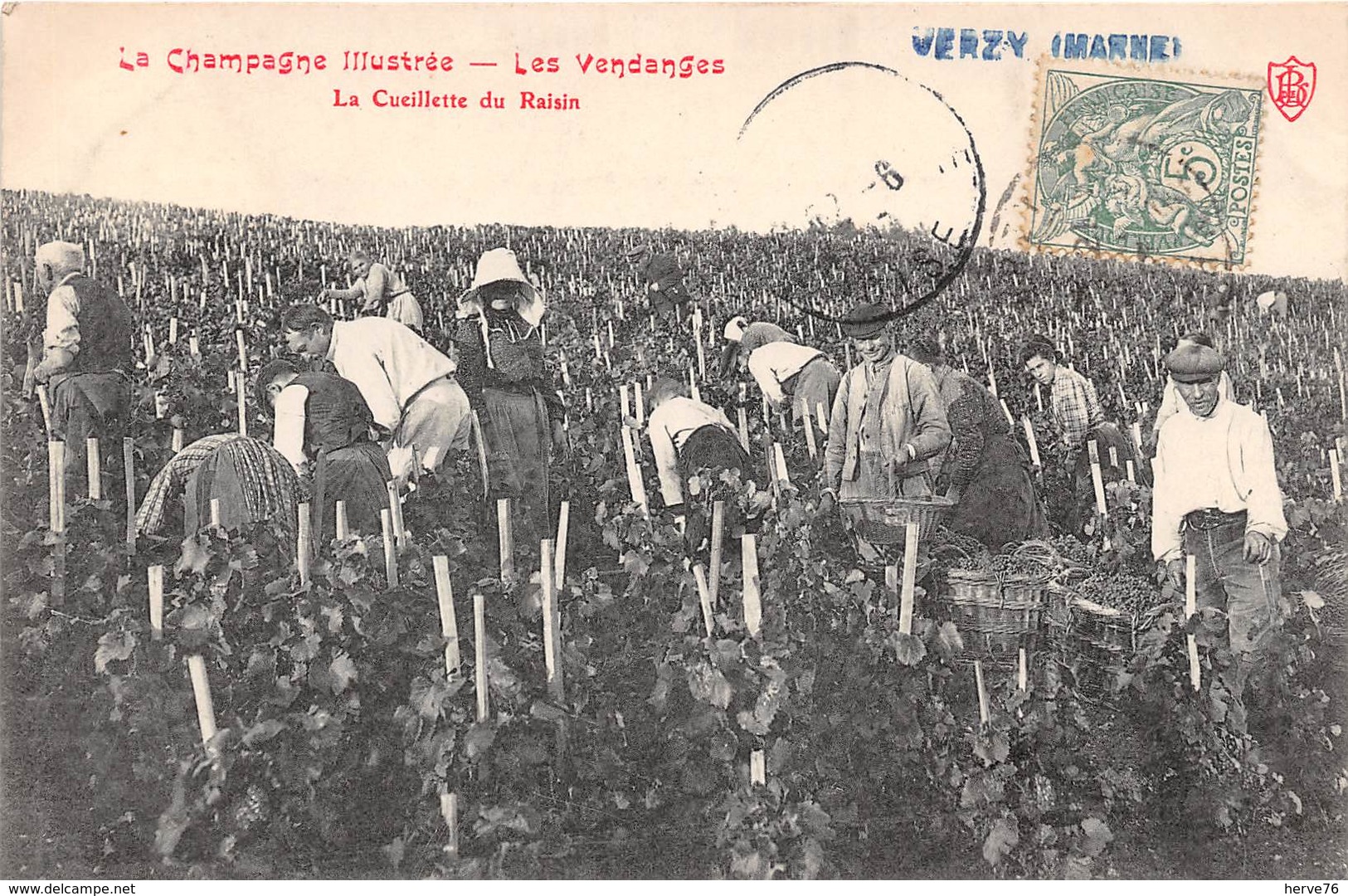 VERZY - Les Vendanges - La Cueillette Du Raisin - Verzy