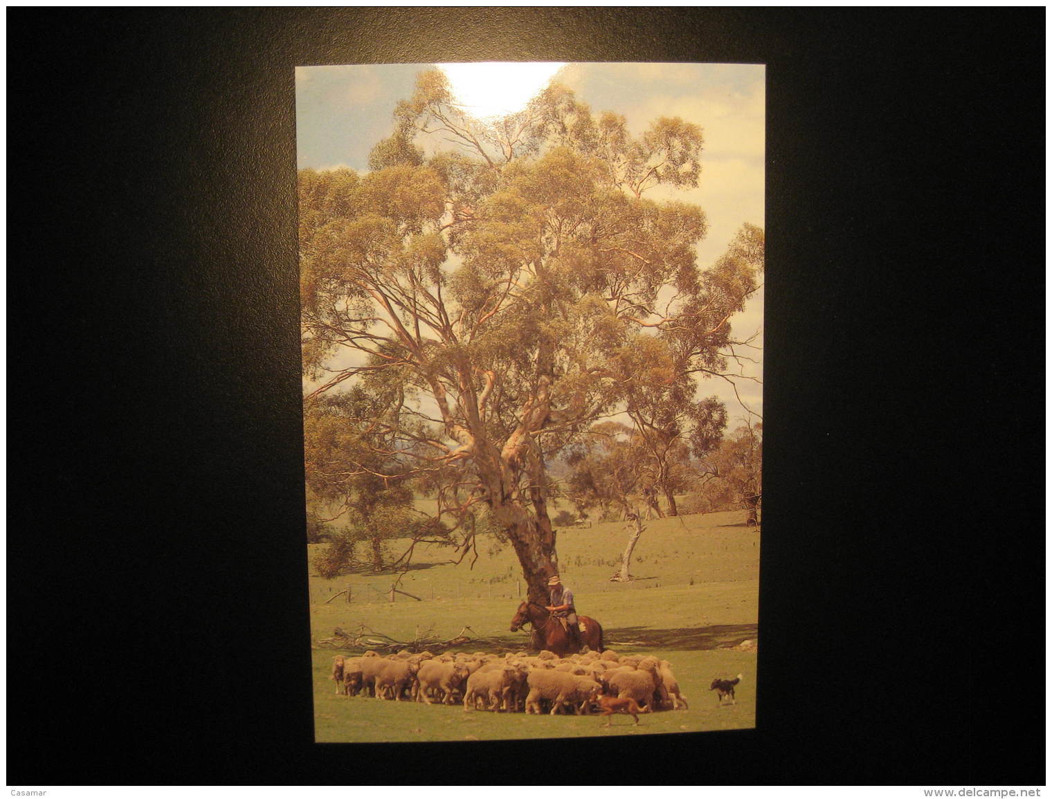 SHEEP Goat Goats Wool Farm Farms Tree Trees Postal Stationery Card Australia - Ferme