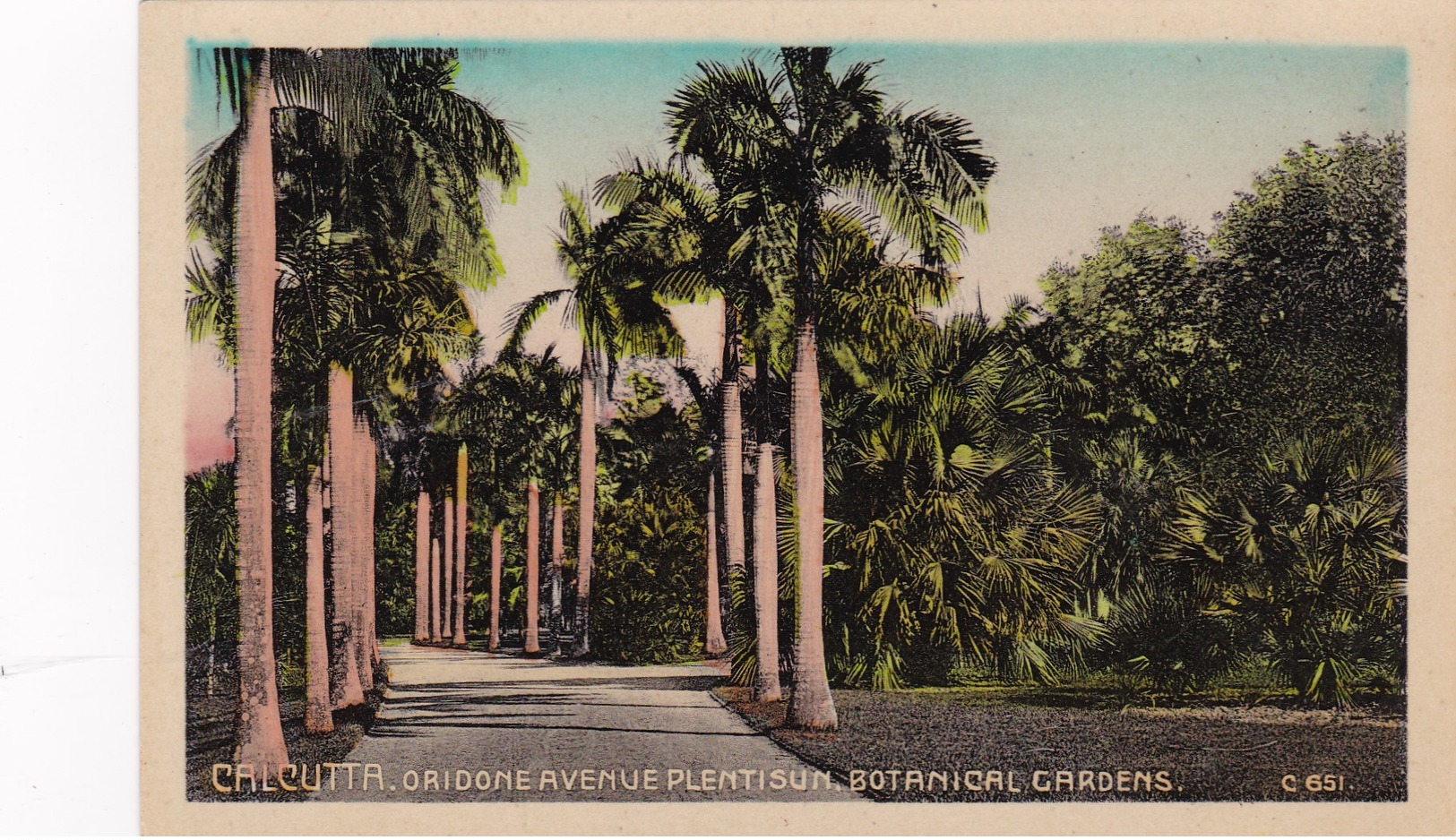 CALCUTTA, India, 1910-20s; Oridone Avenue Plentisun, Botanical Gardens - India