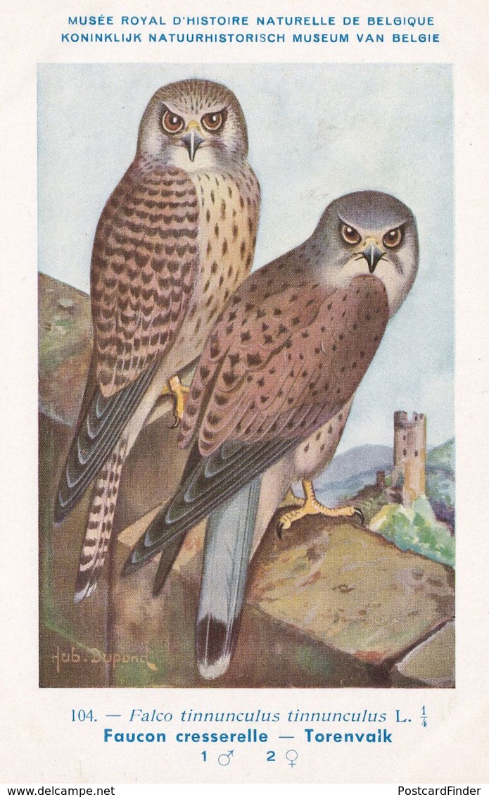 Common Kestrel Falco Tinnunculus WW2 Antique Rare Bird Postcard - Birds