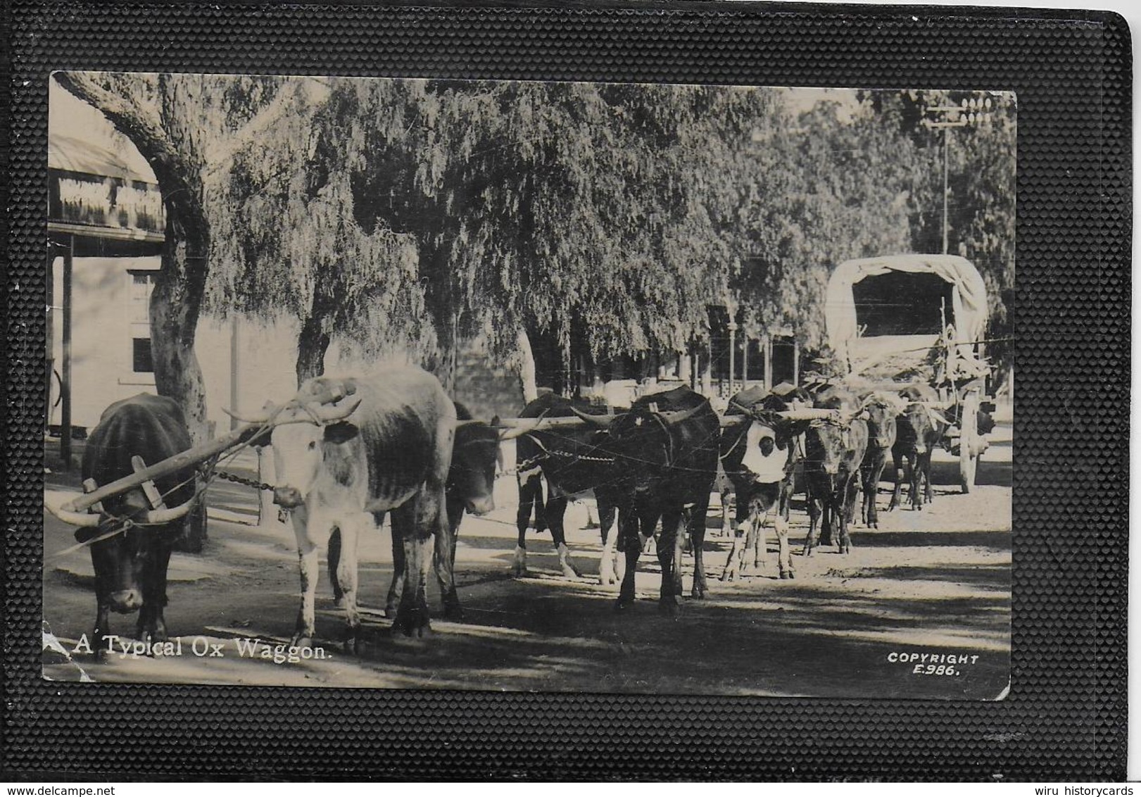 AK 0371  A Typical Ox Transport - ( Ochsen-Transport ) Um 1930 - Kühe