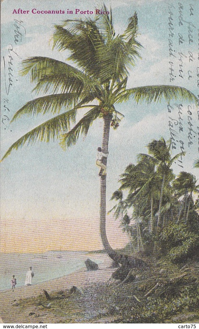 Amérique - Antilles - Puerto-Rico - Porto-Rico - After Coconuts - Portorican Viws N° 37 - 1911 - Puerto Rico