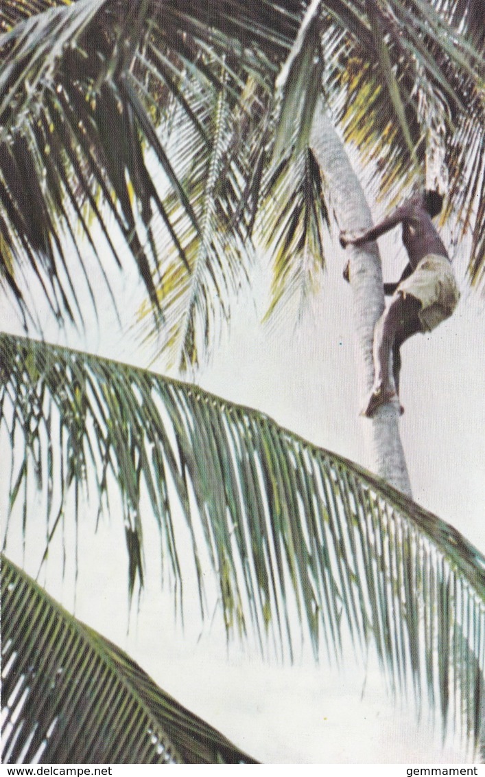 TANZANIA - KILWA MASOKO. CLIMBING FOR COCONUTS - Tanzania