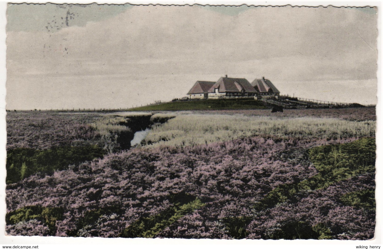 Halligen - Blühende Hallig - Halligen