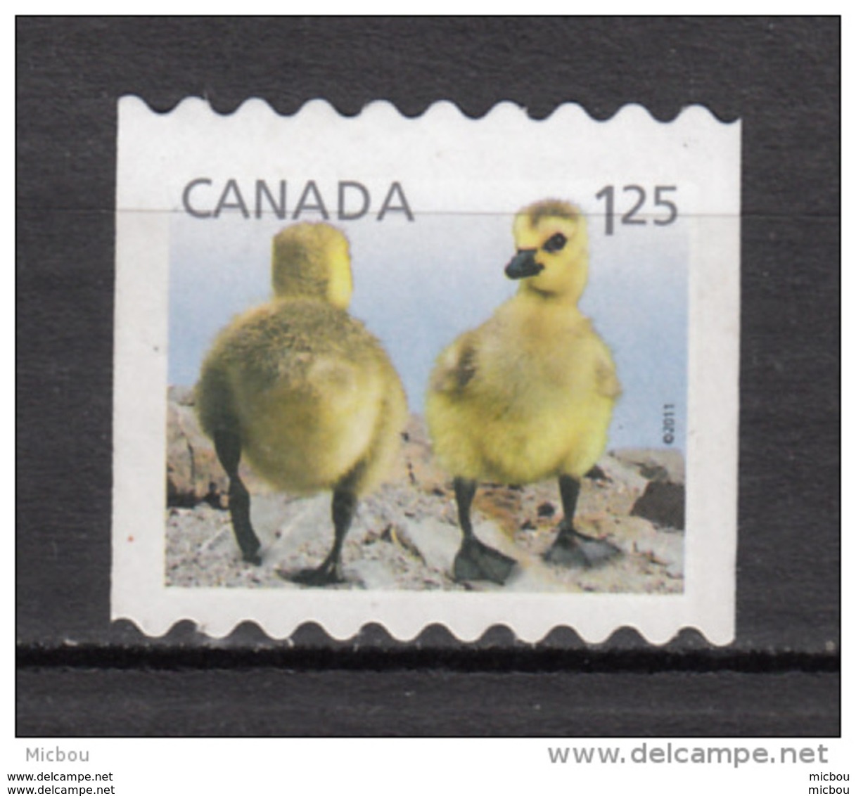 Canada, MNG, Canard, Duck, Oiseau, Bird - Eenden