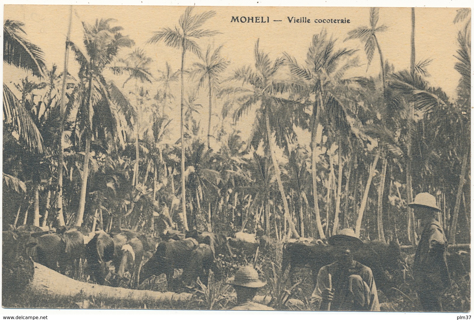 MOHELI - Vieille Cocoteraie - Comores