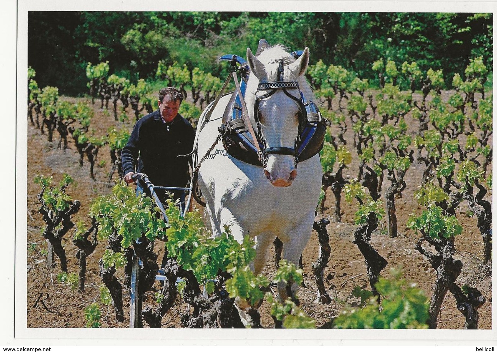 CAMPLONG  - Domaine Combe Grande Viticulture Travail De La Vigne Labour (cheval Et Charrue)  Autographe Du Propriétaire - Autres & Non Classés