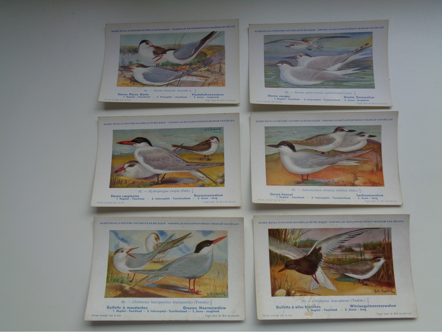 Beau Lot De 10 Cartes Postales Oiseaux  Oiseau  Illustrateur H.Dupond     Mooi Lot Van 10 Postkaarten Van Vogels  Vogel - 5 - 99 Postcards