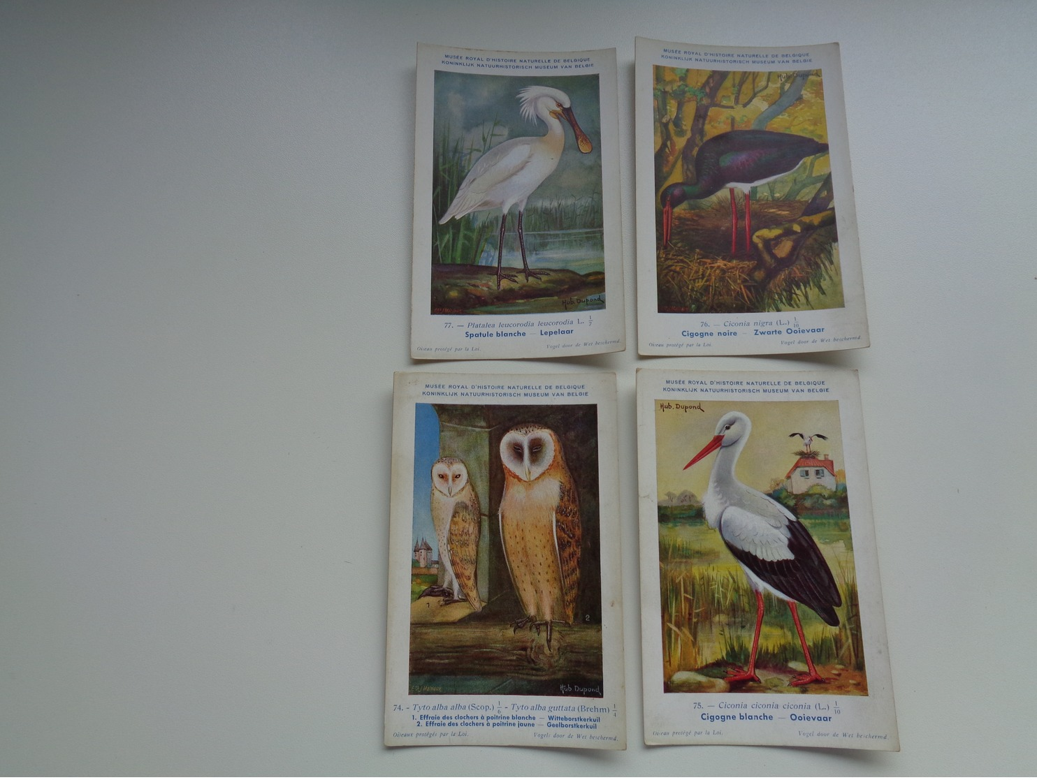 Beau Lot De 10 Cartes Postales Oiseaux  Oiseau  Illustrateur H.Dupond     Mooi Lot Van 10 Postkaarten Van Vogels  Vogel - 5 - 99 Postcards