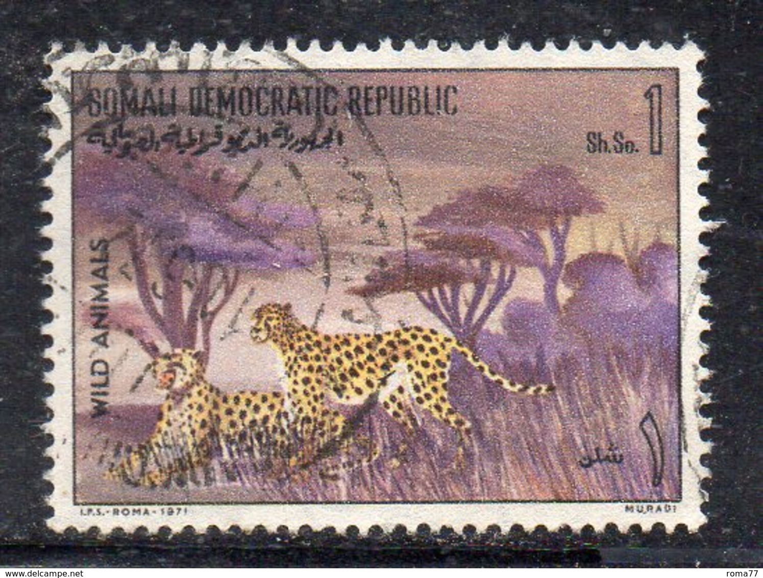 XP3107 - SOMALIA 1971 ,  Yvert N. 135  Usato  (2380A)  Leopardo - Somalia (1960-...)