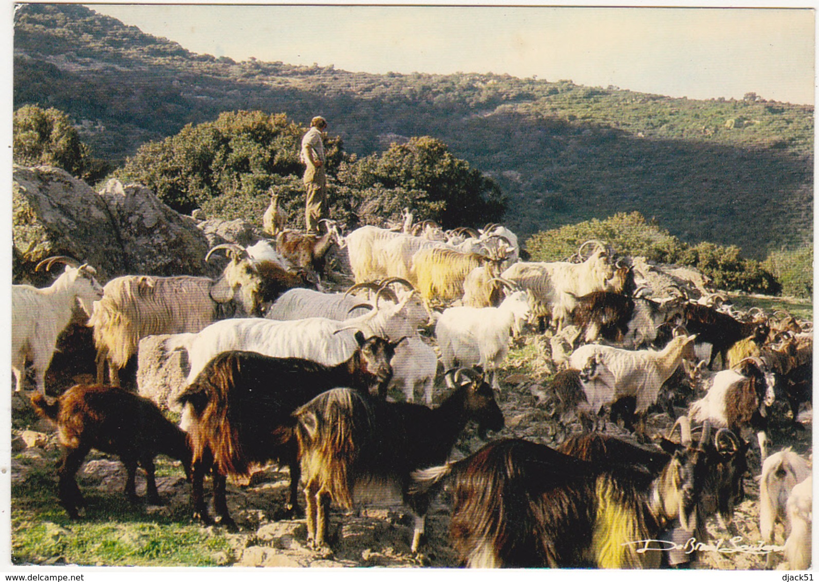 20 - Corse - A BELLEZA DI A CORSICA / Retour Aux Bergeries, à La Tombée Du Jour - 1984 - Chèvres - Autres & Non Classés