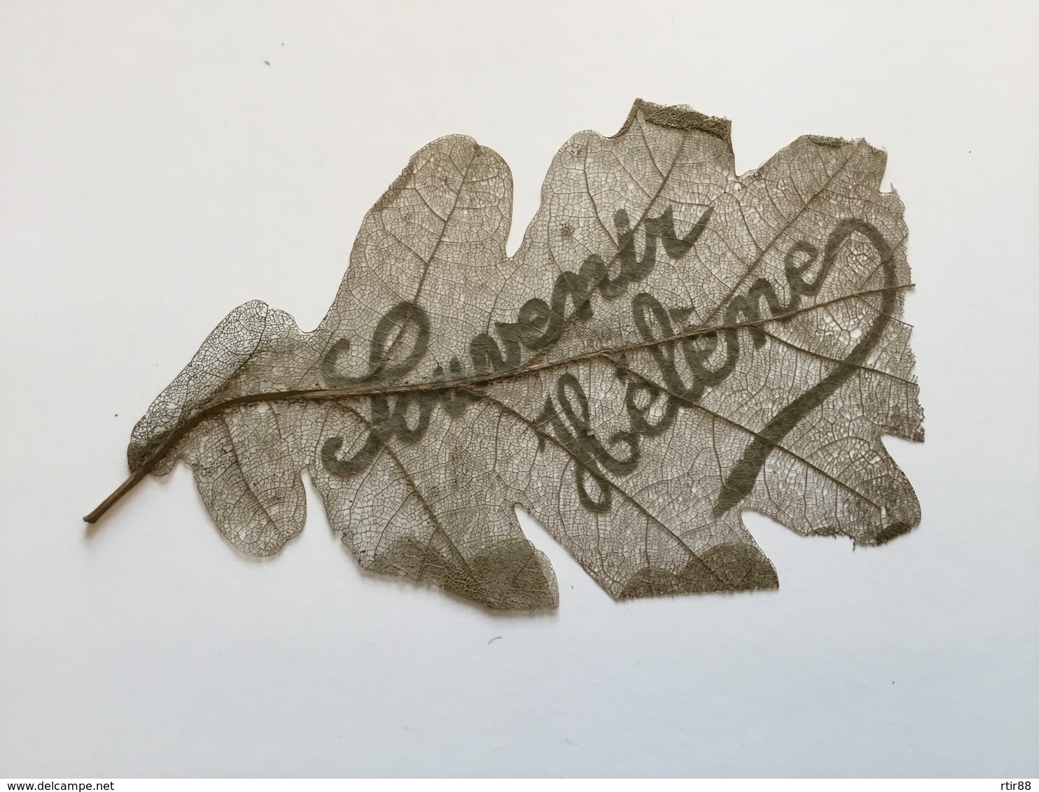 Rare Feuille D’arbre Travaillée Artisanat De Tranchée  14x8,5 Cm 1914-18 - 1914-18