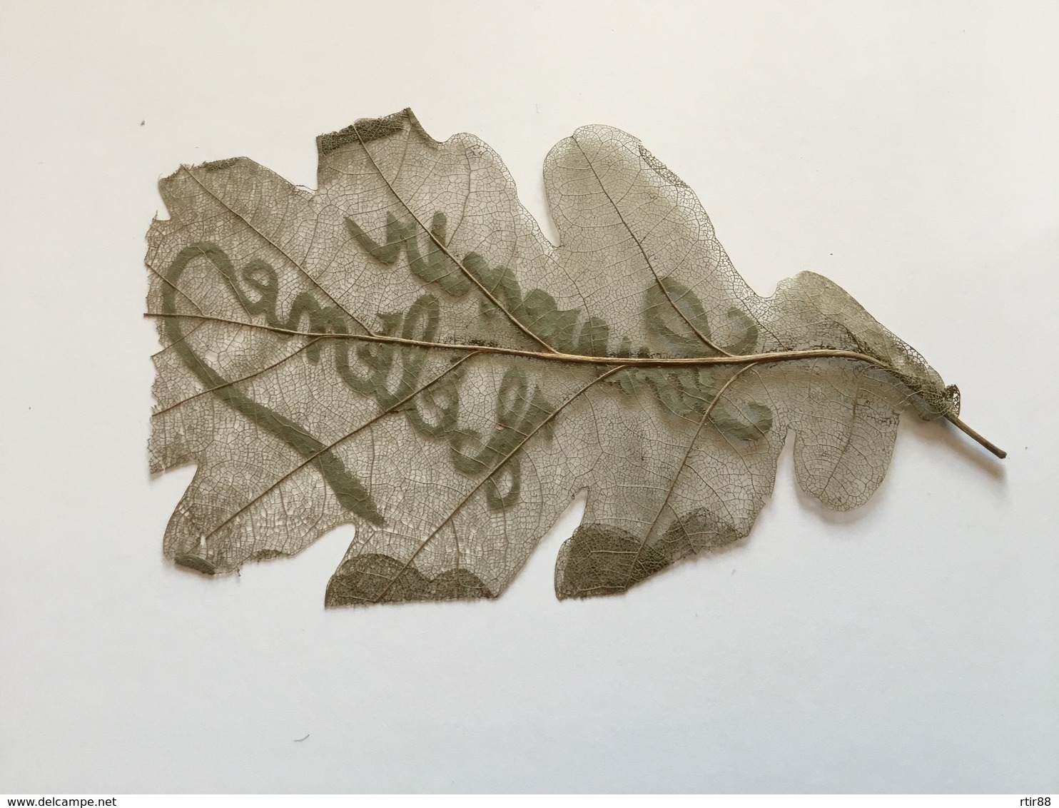 Rare Feuille D’arbre Travaillée Artisanat De Tranchée  14x8,5 Cm 1914-18 - 1914-18