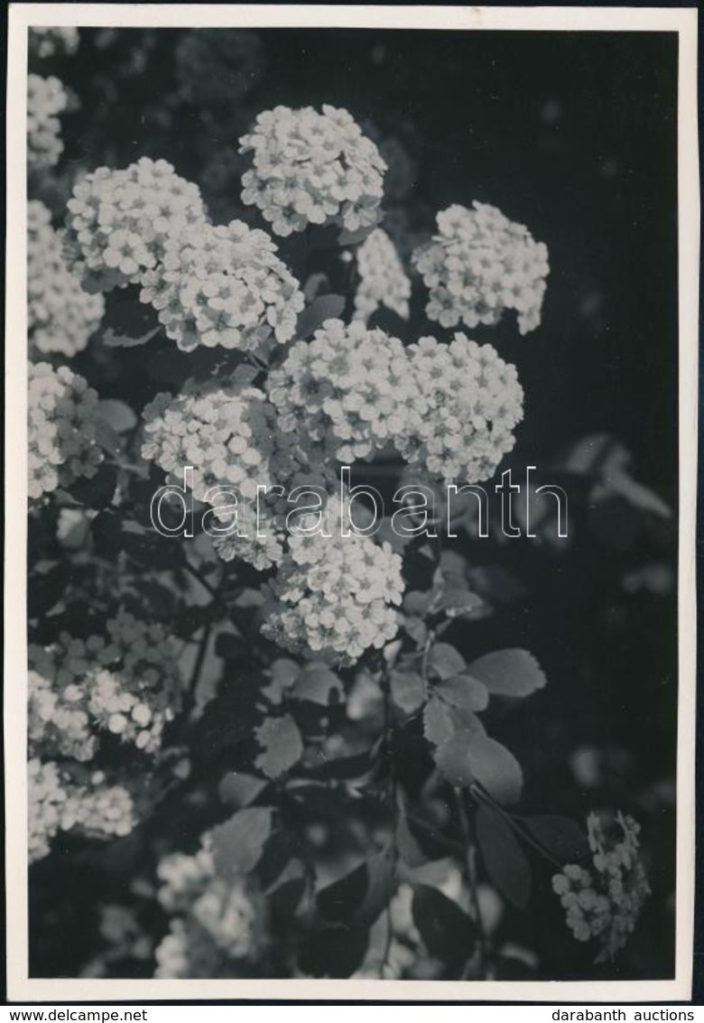 Cca 1933 Kinszki Imre (1901-1945) Budapesti Fotóművész Hagyatékából, Pecséttel Jelzett Vintage Fotó (Kerti Spiraea), 17x - Sonstige & Ohne Zuordnung