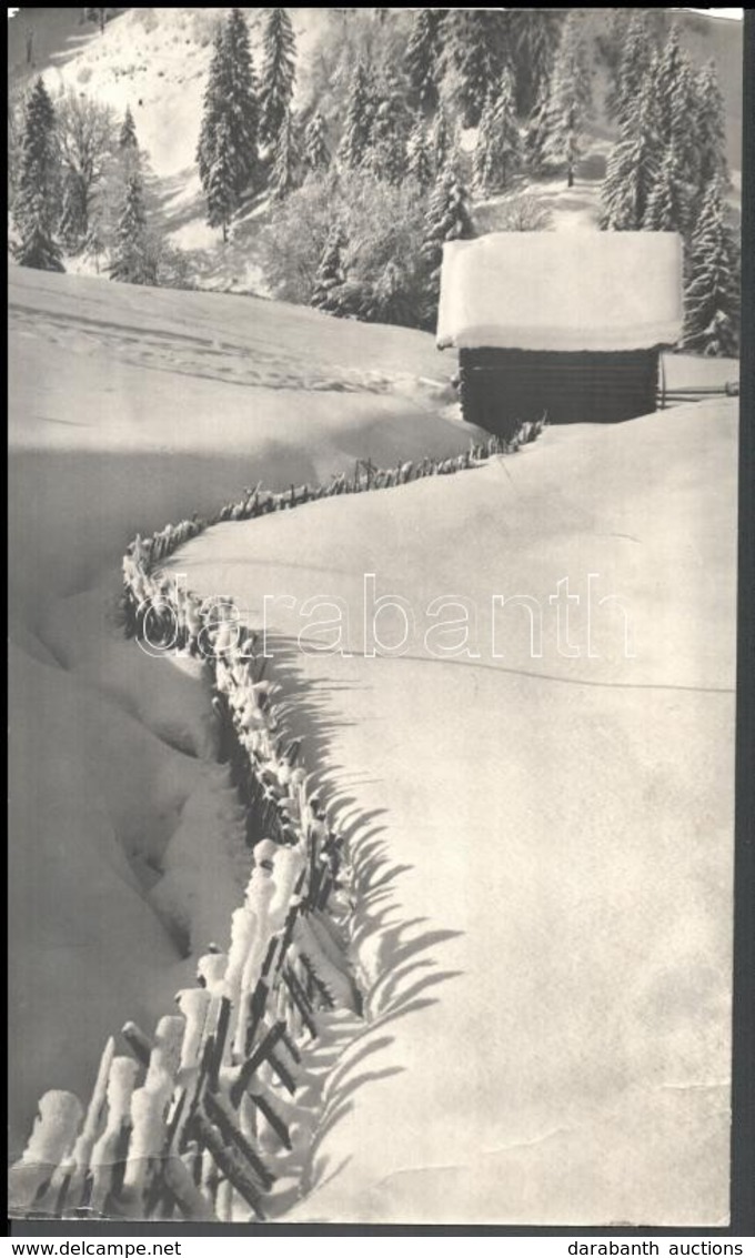 Szöllősy Kálmán (1887-1976): Snowed Hedge, Pecséttel Jelzett Vintage Fotó, Felületén Törésnyom, 39×23 Cm - Other & Unclassified