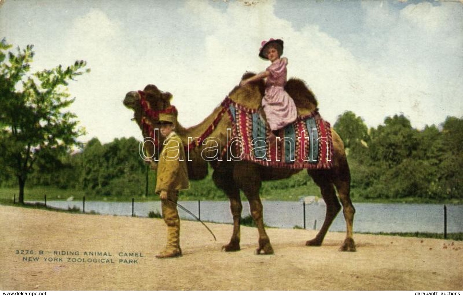 ** T2/T3 New York City, New York Zoological Park, Riding Animal, Camel (worn Corners) - Sonstige & Ohne Zuordnung