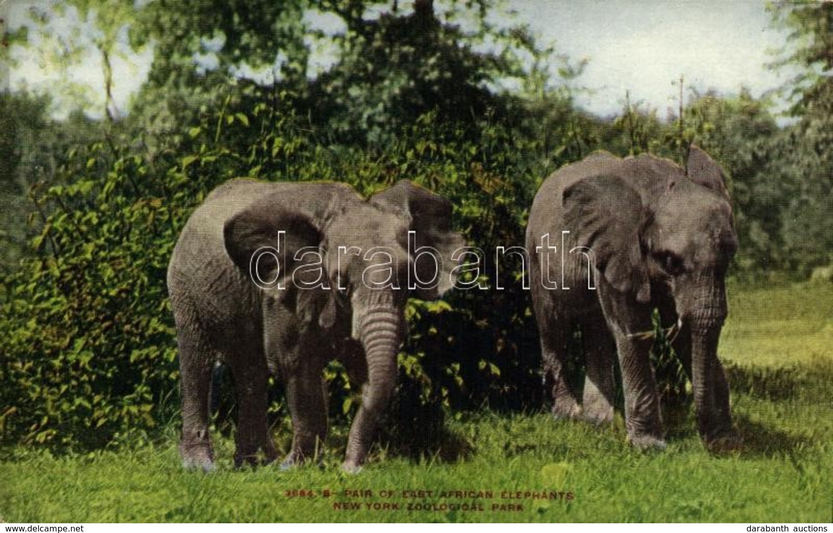 ** T2 New York City, New York Zoological Park, Pair Of East African Elephants - Sonstige & Ohne Zuordnung