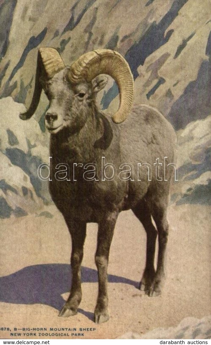 ** T2 New York City, New York Zoological Park, Big-Horn Mountain Sheep - Sonstige & Ohne Zuordnung