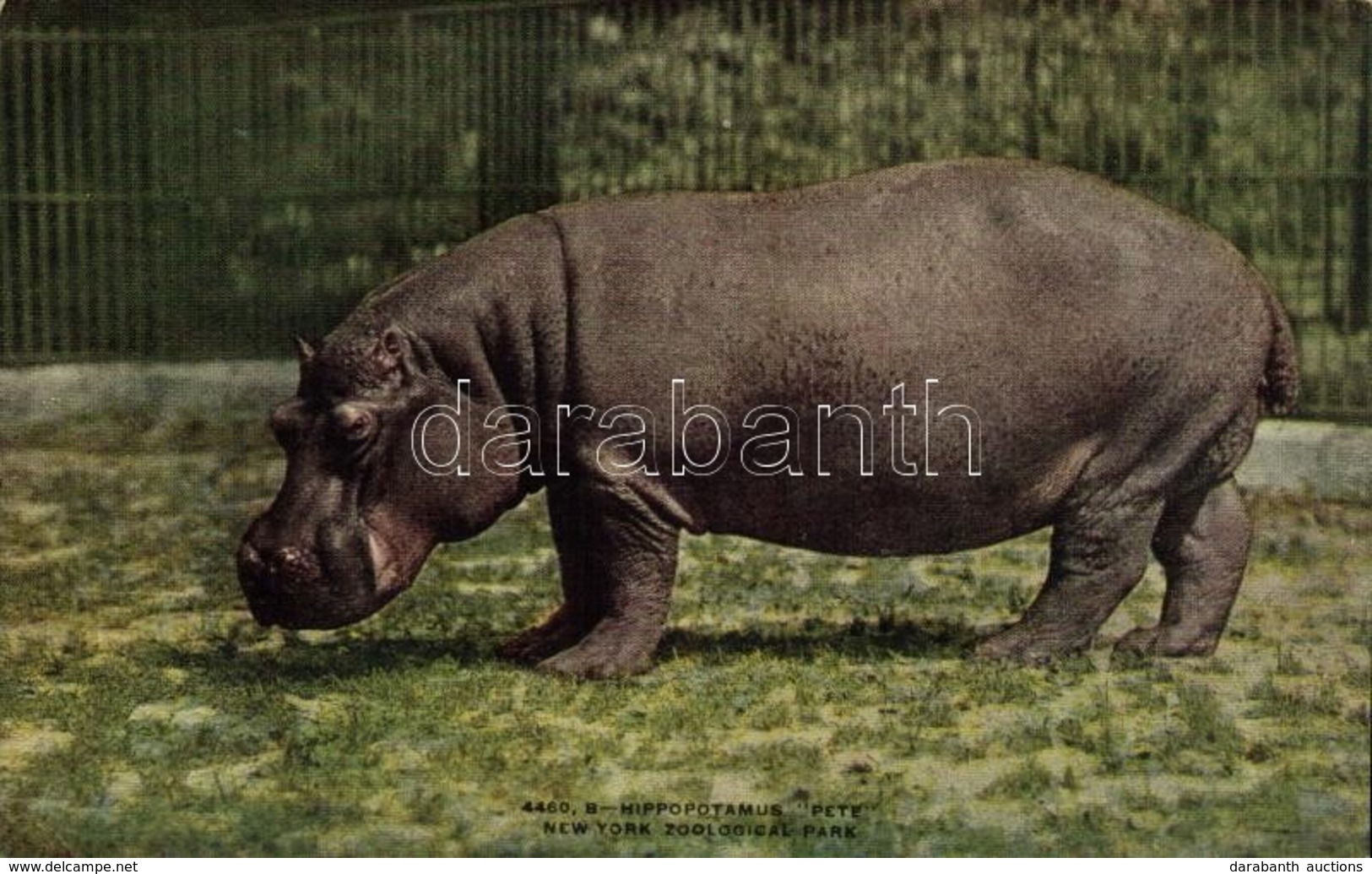 ** T2/T3 New York City, New York Zoological Park, Hippopotamus 'Pete' (EK) - Sonstige & Ohne Zuordnung