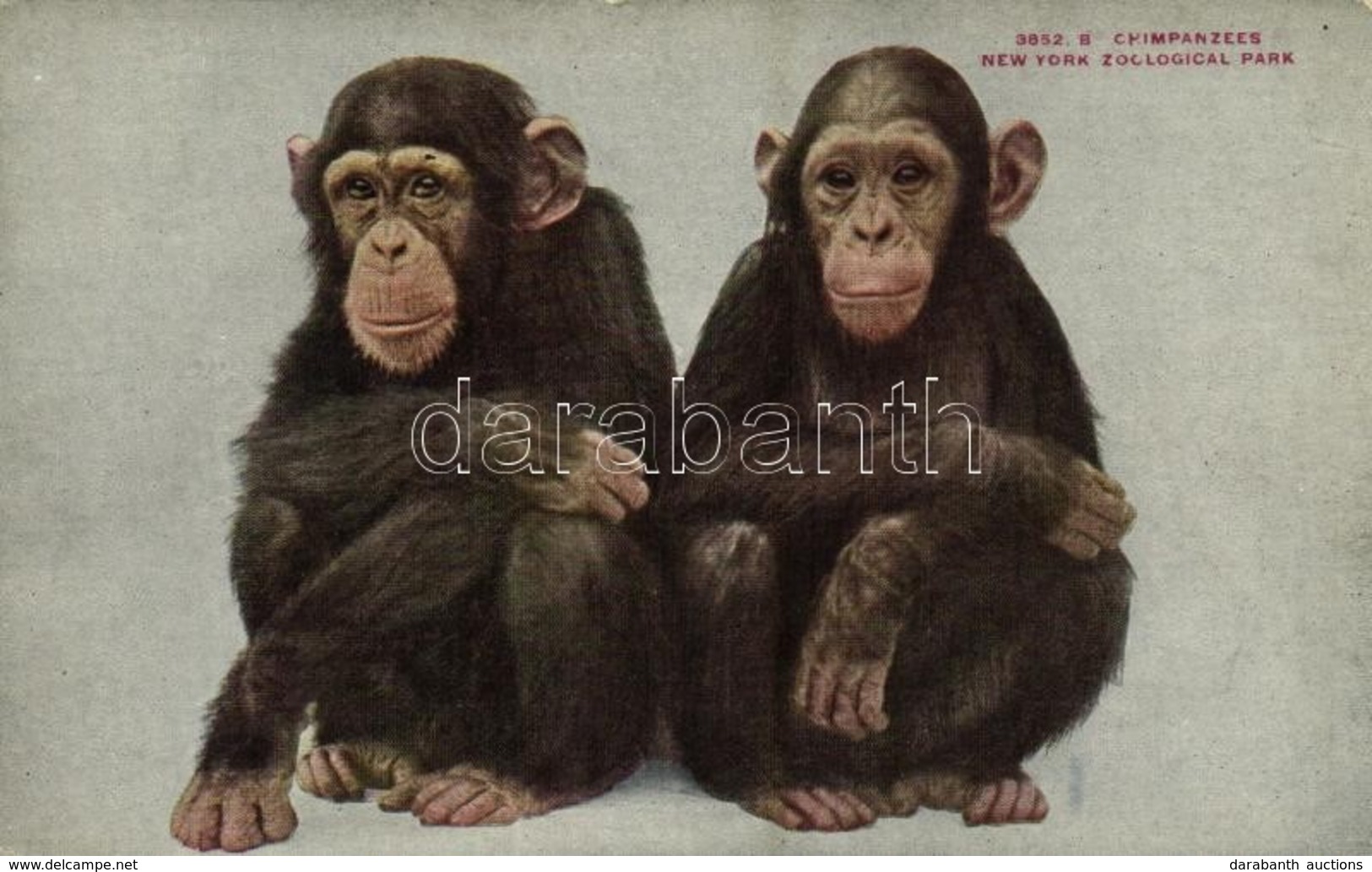 ** T2 New York City, New York Zoological Park, Chimpanzees - Sonstige & Ohne Zuordnung