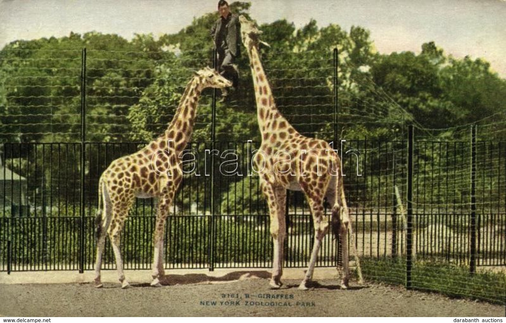 ** T2 New York City, New York Zoological Park, Giraffes - Other & Unclassified