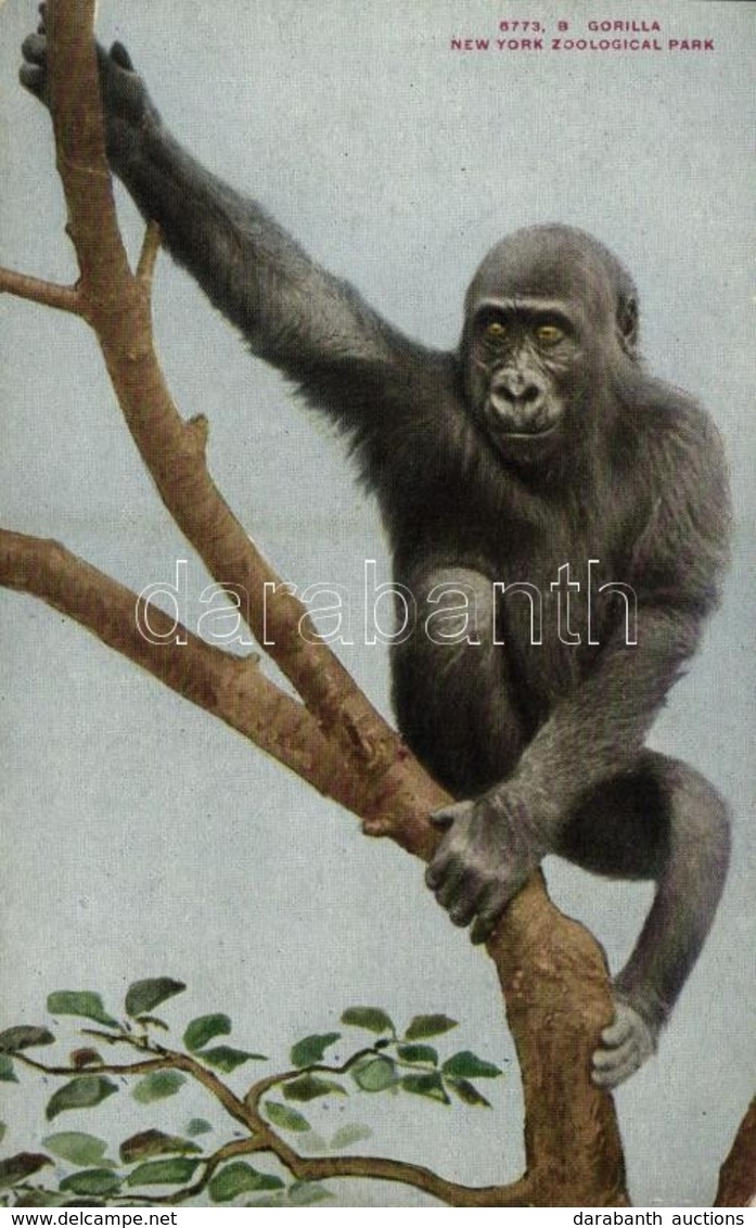 ** T2/T3 New York City, New York Zoological Park, Gorilla (worn Corner) - Sonstige & Ohne Zuordnung