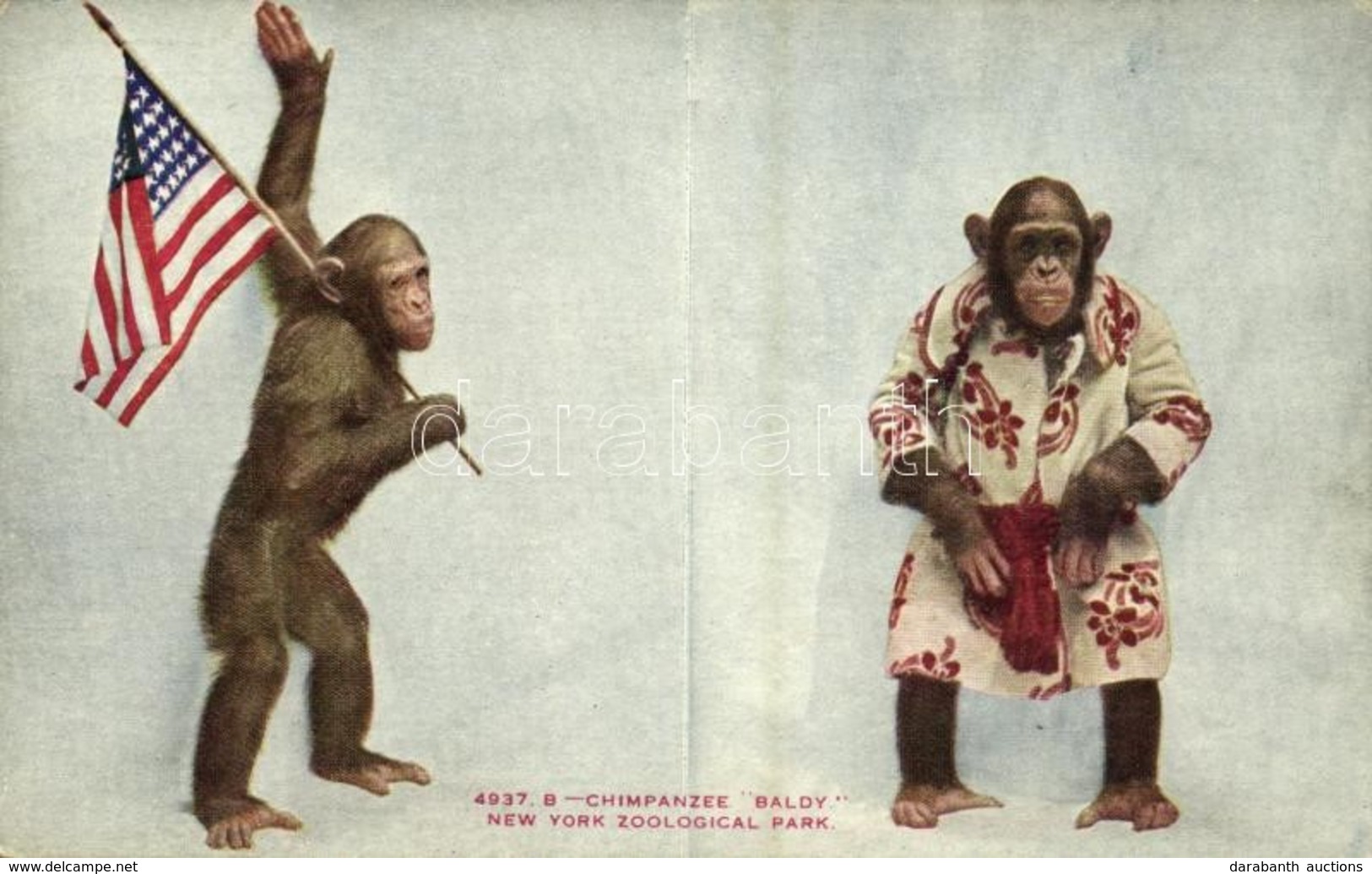 ** T2 New York City, New York Zoological Park, Chimpanzee 'Baldy' - Sonstige & Ohne Zuordnung