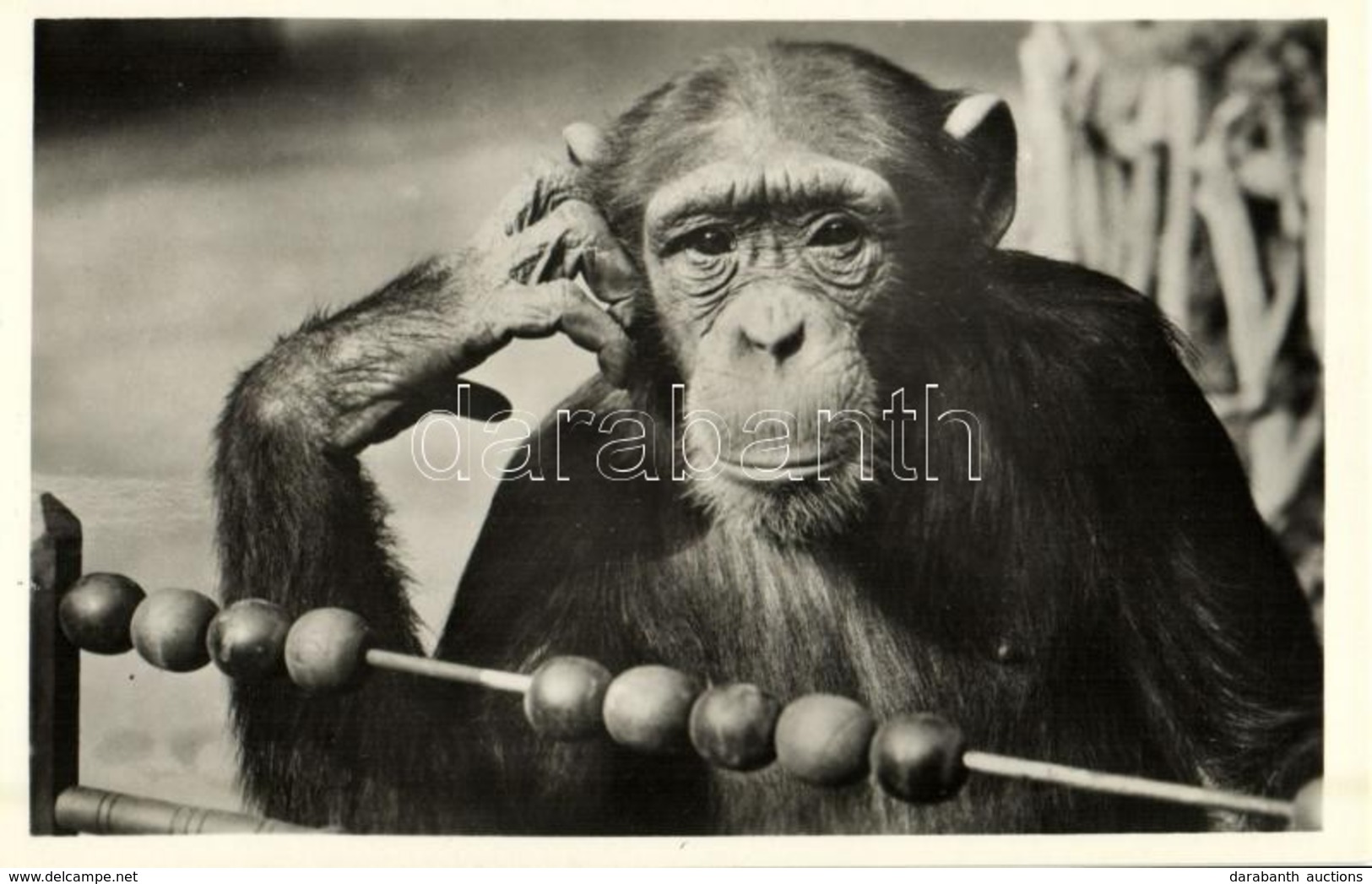 ** T1 A Csimpánz Tanul, Kiadja Budapest Székesfőváros állat- és Növénykertje / Chimpanzee Taking A Lesson, Budapest Zoo - Unclassified