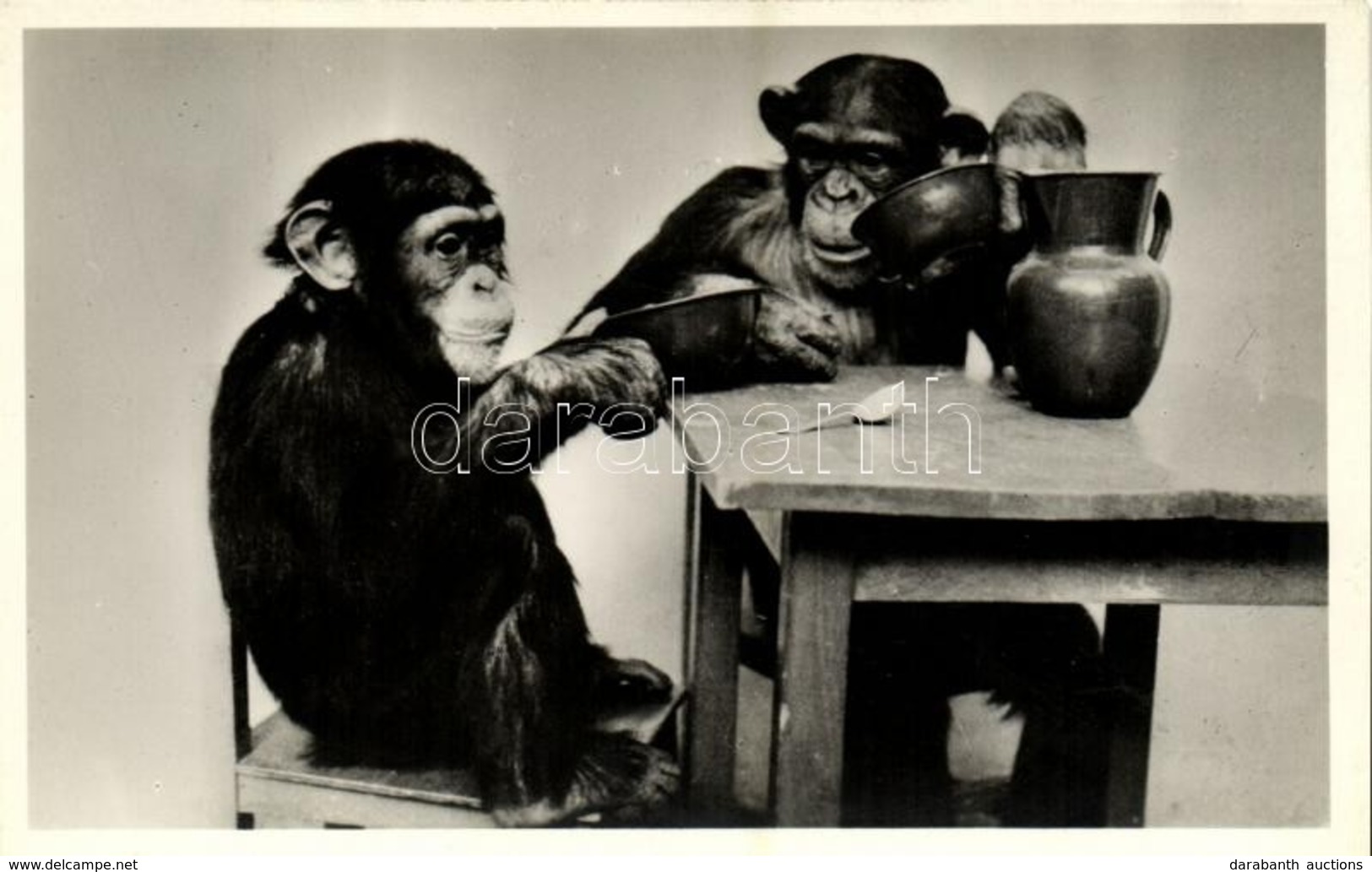 ** T1 Maxi és Mietze Ebédel, Kiadja Budapest Székesfőváros állat- és Növénykertje / Chimpanzees Having Dinner, Humour, B - Ohne Zuordnung