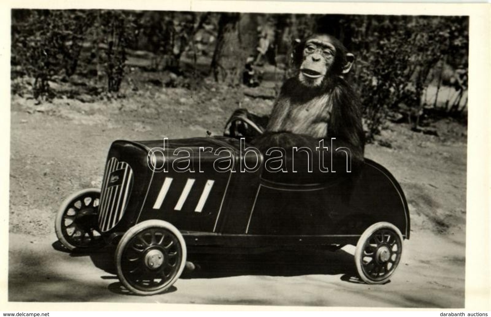 ** T1 Csimpánz Gépkocsiban, Kiadja Budapest Székesfőváros állat- és Növénykertje / Chimpanzee Driving An Automobile, Hum - Ohne Zuordnung