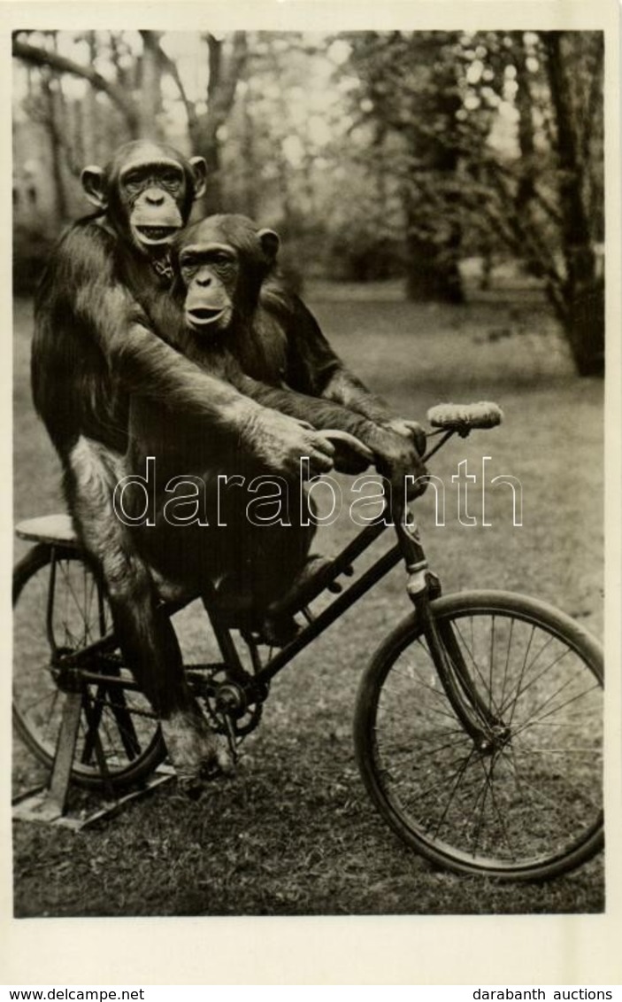 ** T1 Kerékpározó Csimpánzok Az állatkertben, Kiadja Budapest Székesfőváros állat- és Növénykertje / Chimpanzees Riding  - Unclassified