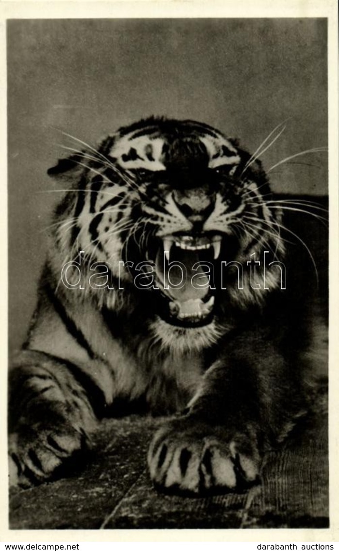 ** T1 Szibériai Tigris, Kiadja Budapest Székesfőváros állat- és Növénykertje / Siberian Tiger, Budapest Zoo - Unclassified