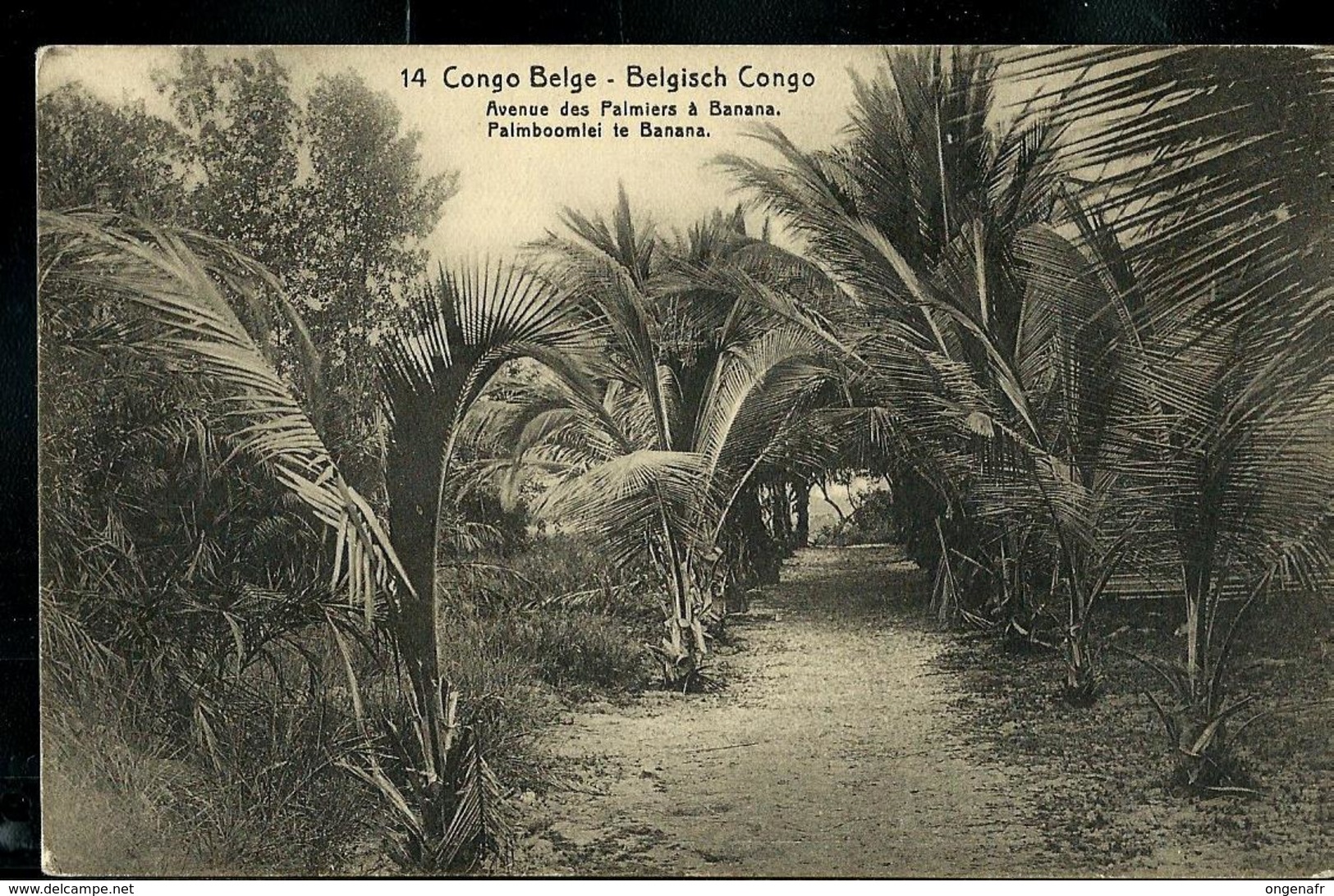 Carte N° 53. Vue 14. Avenue Des Palmiers à Banana (carte Neuve) - Interi Postali