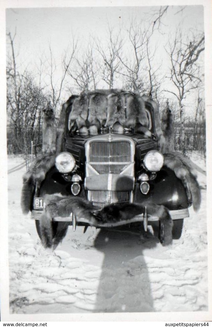 Photo Originale USA - Voiture Américaine à Identifier Vers 1930/40 & Chasse De Loutres & Voiture Couverte De Trophées - Automobili