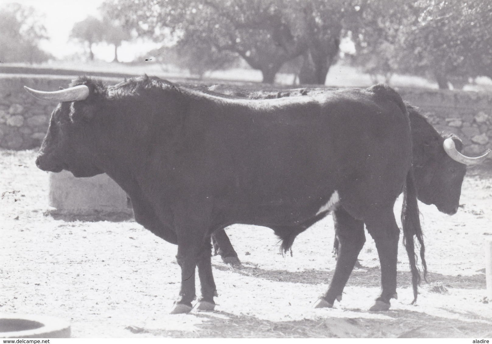 Collections de 93 photos NB et couleur CORRIDA DE TORO, course de taureau, TOREADOR, picador avec/sans mention au verso