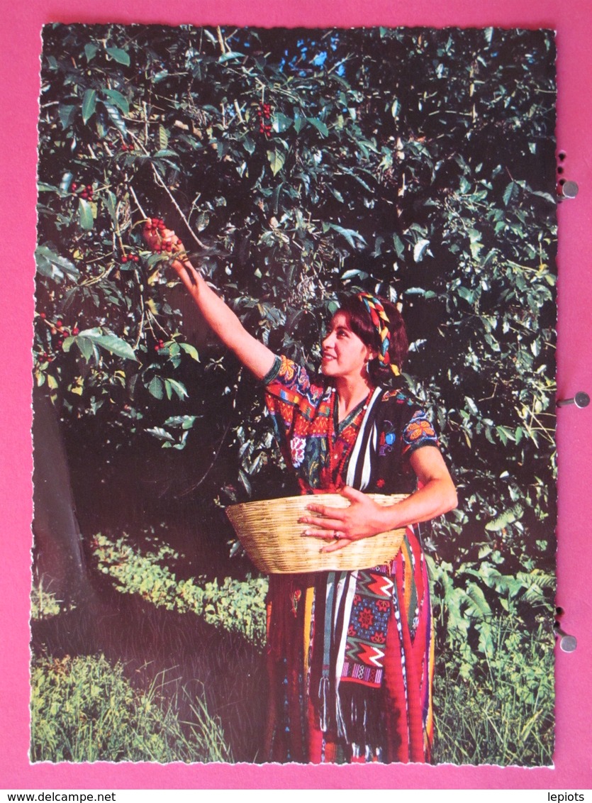 Visuel Très Peu Courant - Guatemala - Indigena Cortando Café - Scans Recto Verso - Guatemala