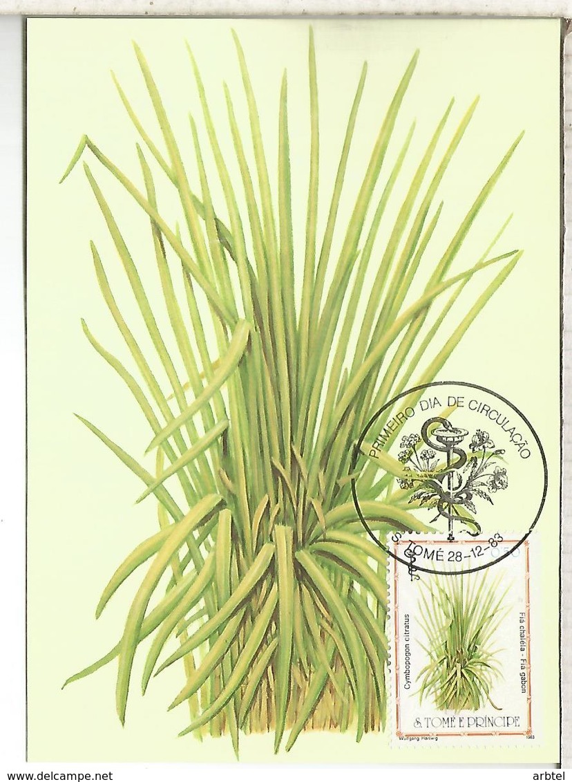 SAO TOME E PRINCIPE PLANTAS MEDICINALES  CYMBOPOGON CITRATUS FARMACIA MEDICINA - Plantas Medicinales