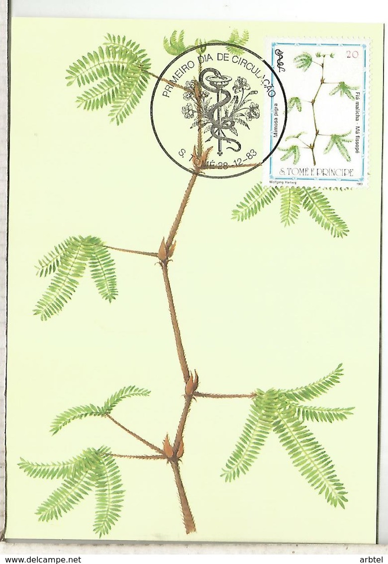 SAO TOME E PRINCIPE PLANTAS MEDICINALES FARMACIA MEDICINA MIMOSA PIGRA - Medicinal Plants