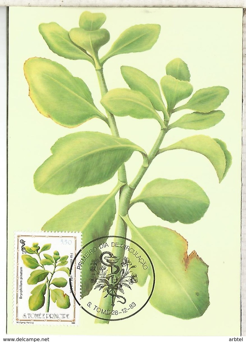 SAO TOME E PRINCIPE PLANTAS MEDICINALES FARMACIA MEDICINA BRYOPHILUM PINATUM - Plantas Medicinales