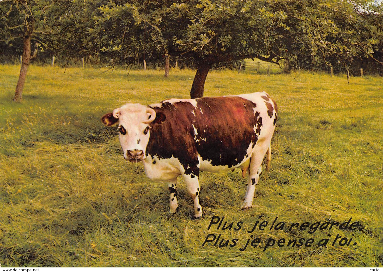CPM - VACHE - Plus Je La Regarde, Plus Je Pense à Toi - Cows