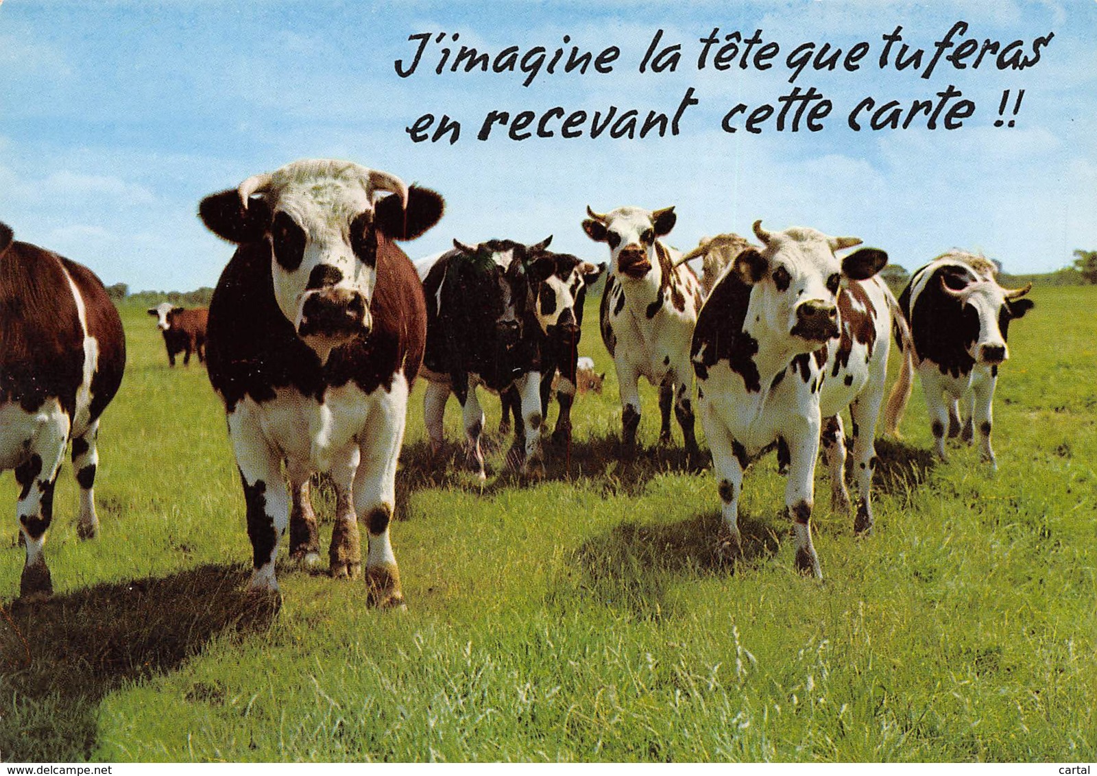 CPM - VACHES - J'imagine La Tête Que Tu Feras En Recevant Cette Carte !! - Vaches